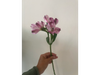Alstromelia morado con blanco