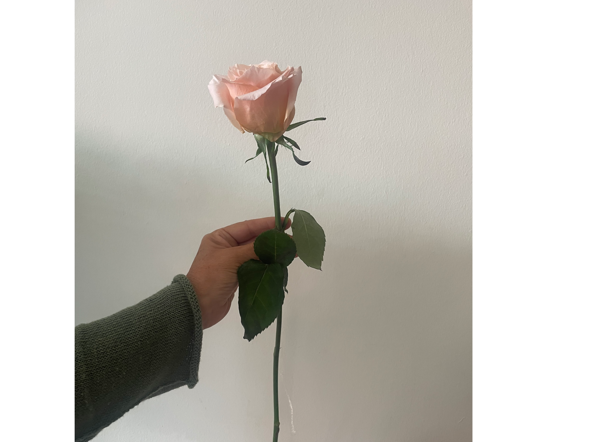 Rosa salmón pálido