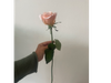 Rosa salmón pálido