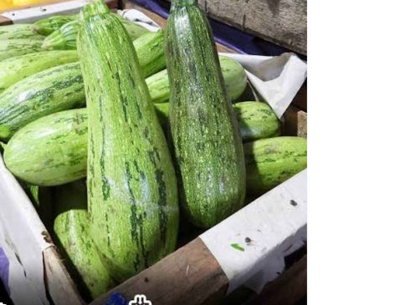 Zapallito (Zucchini)