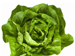 Lechuga Manteca