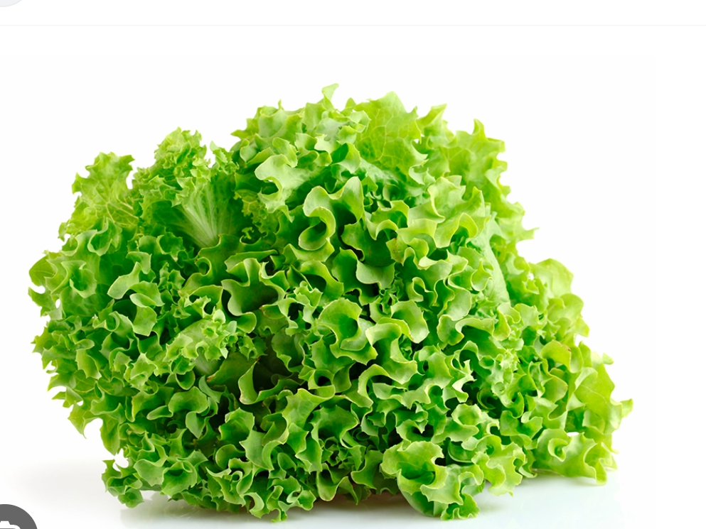 Lechuga Francesa