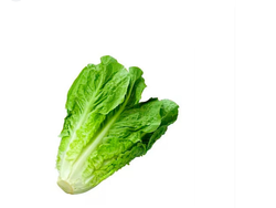 Lechuga Criolla