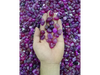 Ágata fucsia