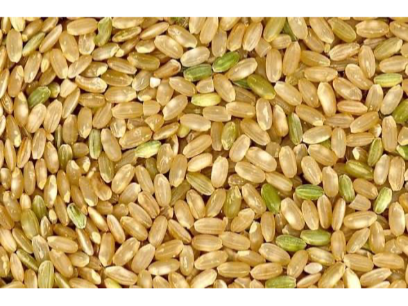 Arroz yamani