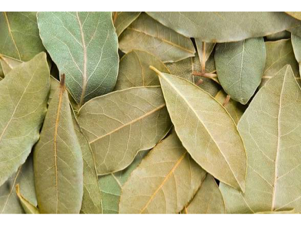 Laurel