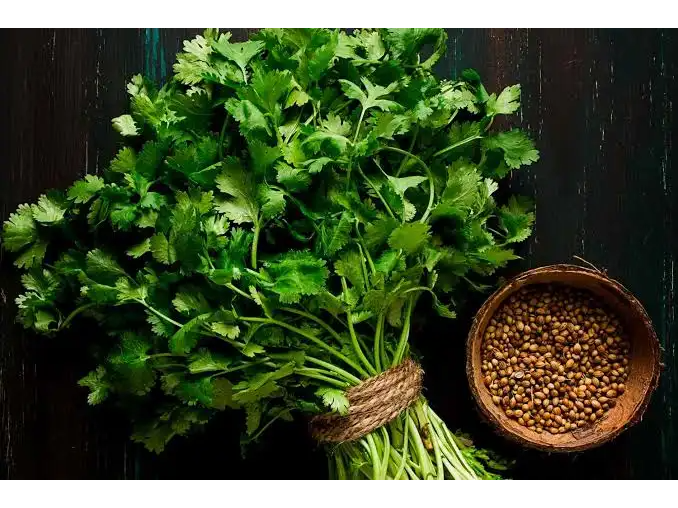 Cilantro