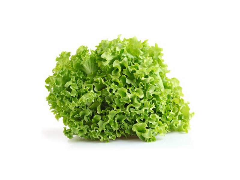 Lechuga crespa