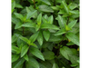 Albahaca