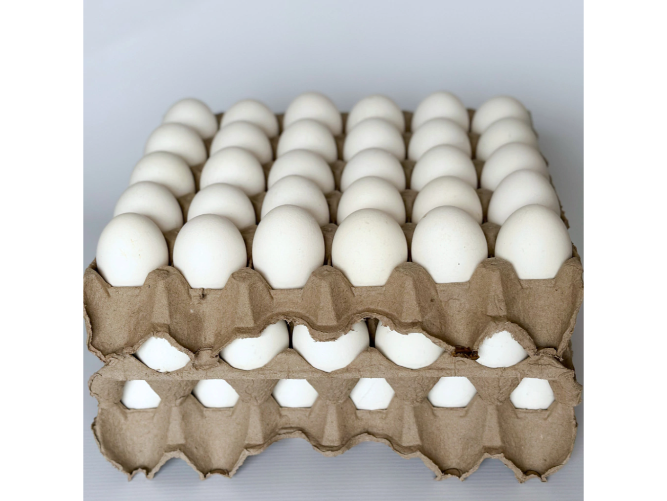 Maple huevos de Almacén de frutos