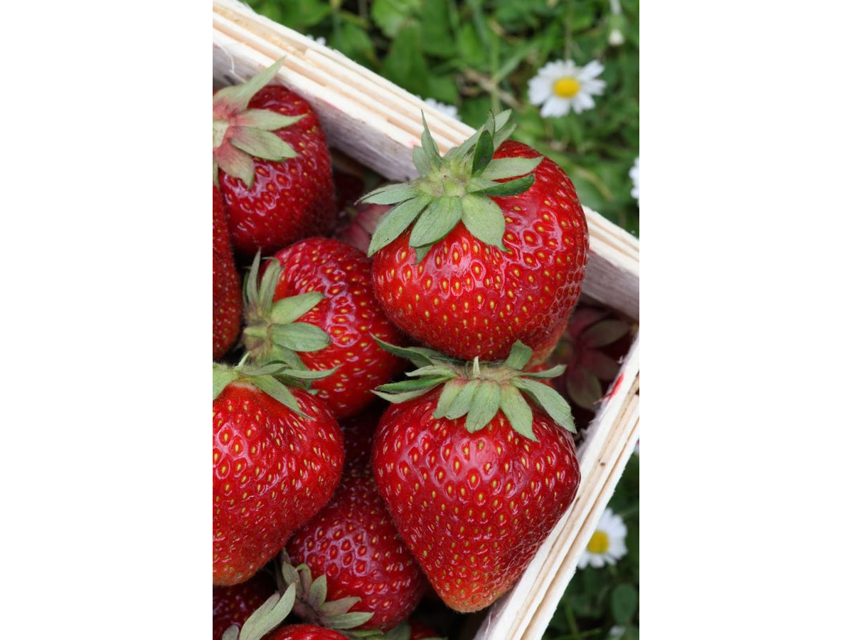 FRUTILLAS INVERNADERO