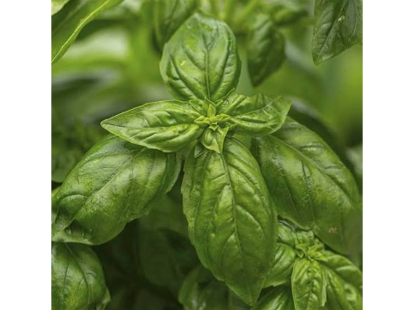 Platines de albahaca