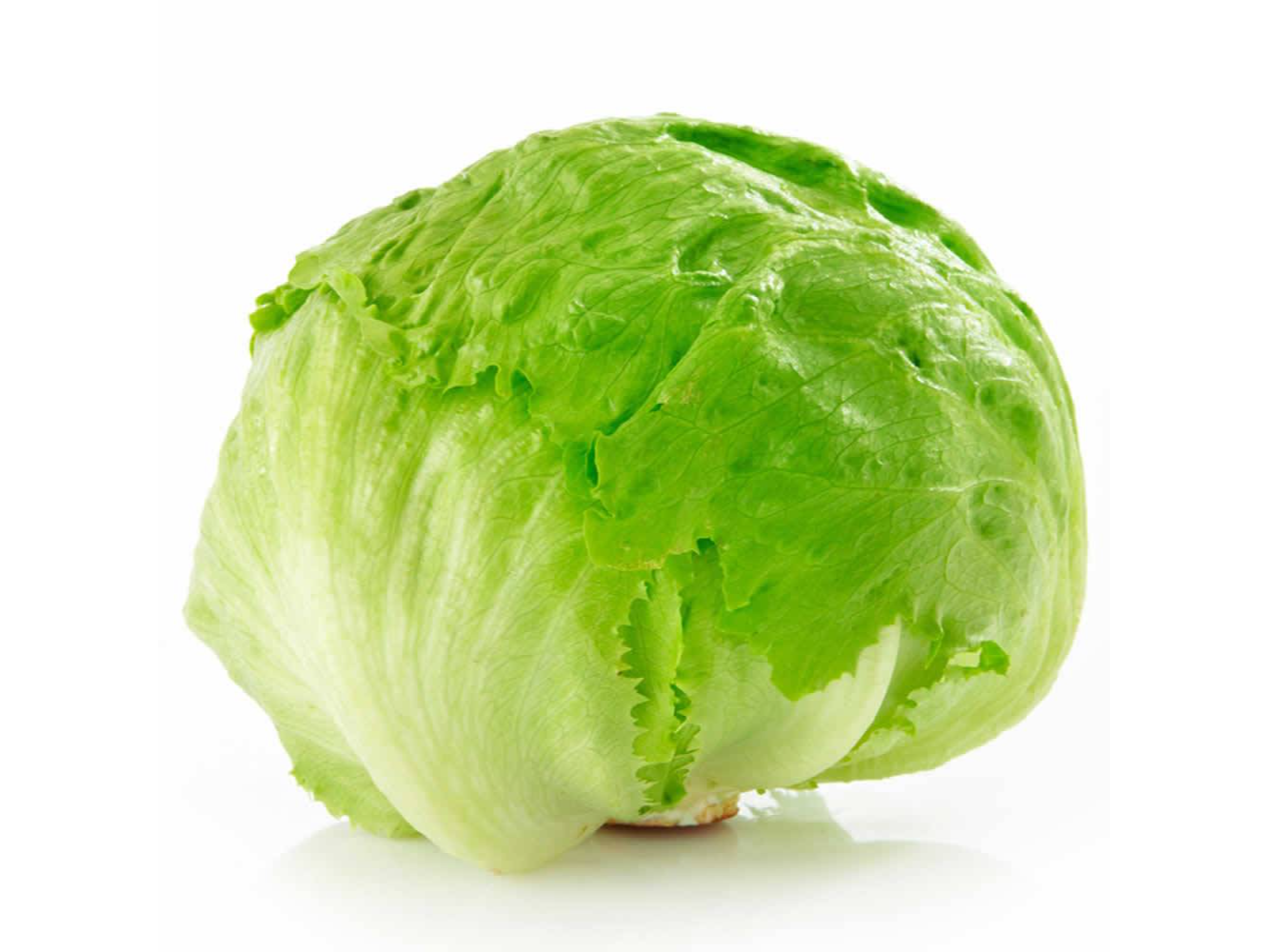 Lechuga Repollada