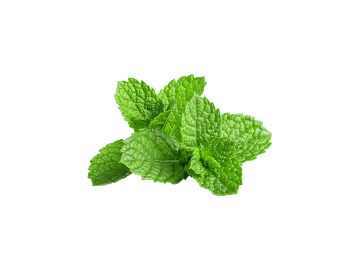 Menta