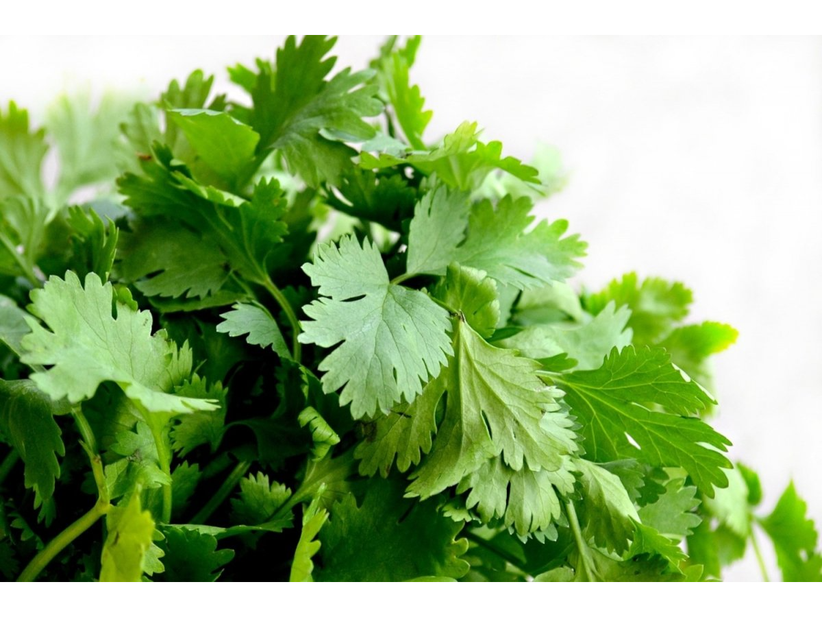 Cilantro