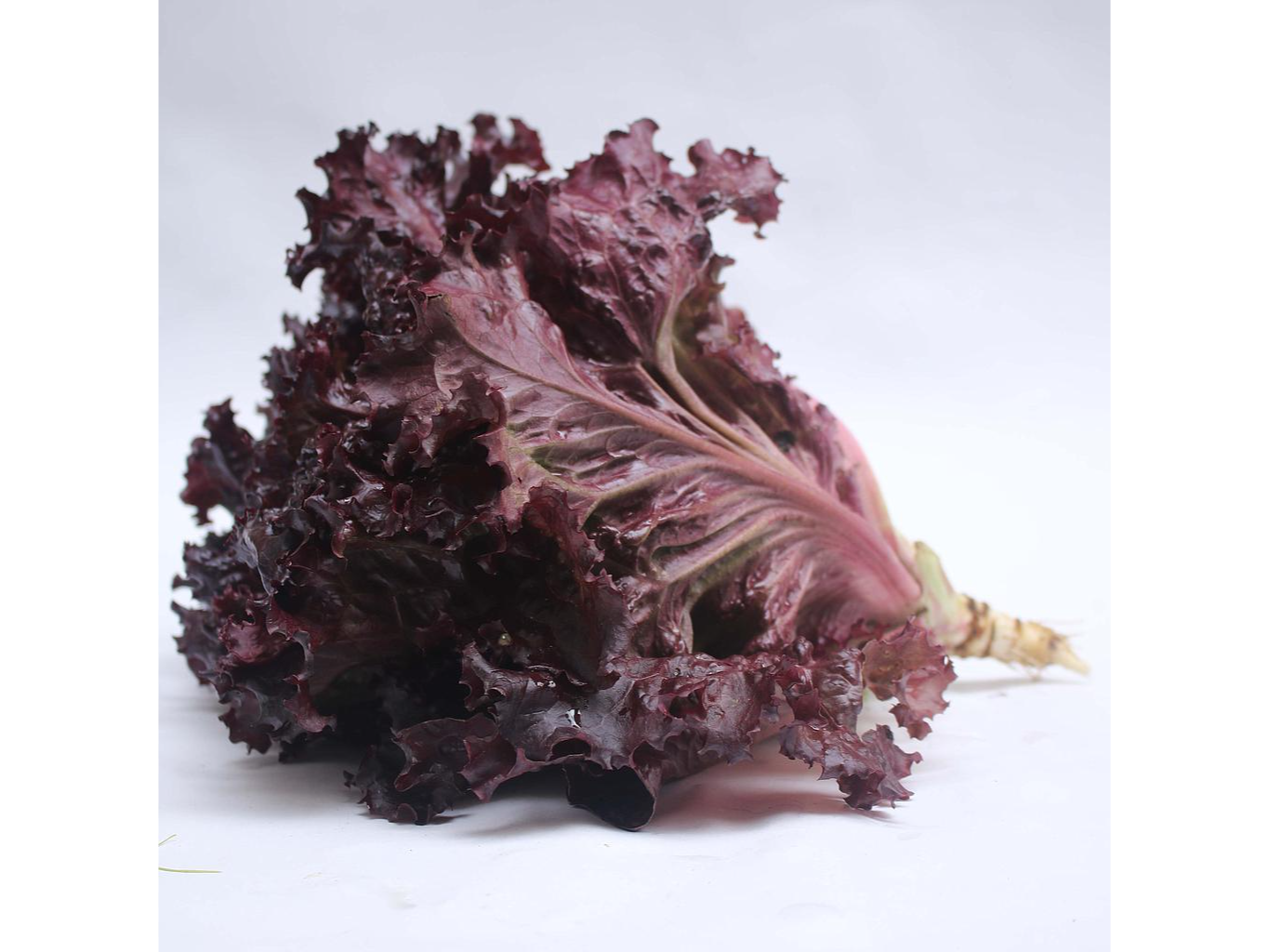Lechuga Morada
