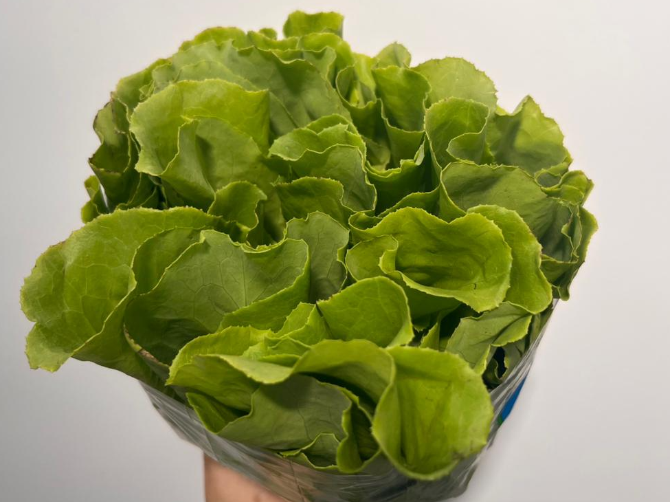 Lechuga Manteca de La Feria Del Puesto