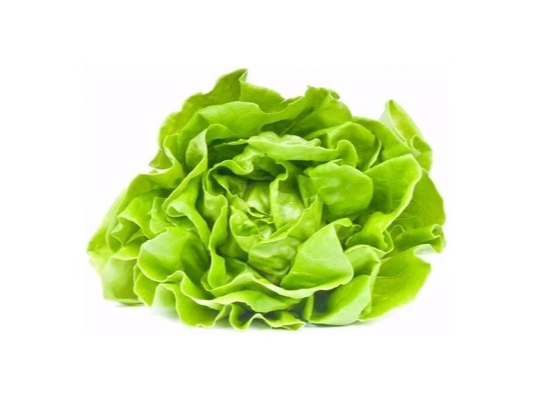 Lechuga Manteca