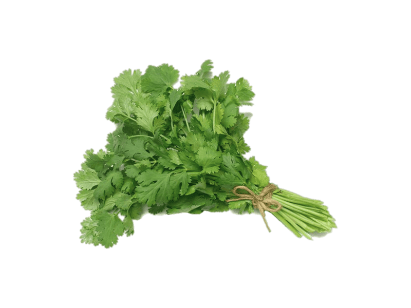 Cilantro
