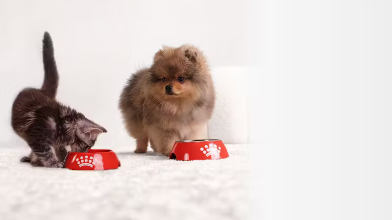 Royal Canin Perros