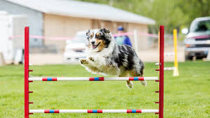 Agility Perros