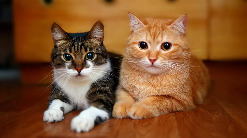 Royal Canin   GATO