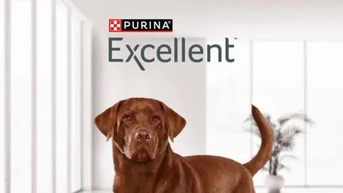 Excellent Perro