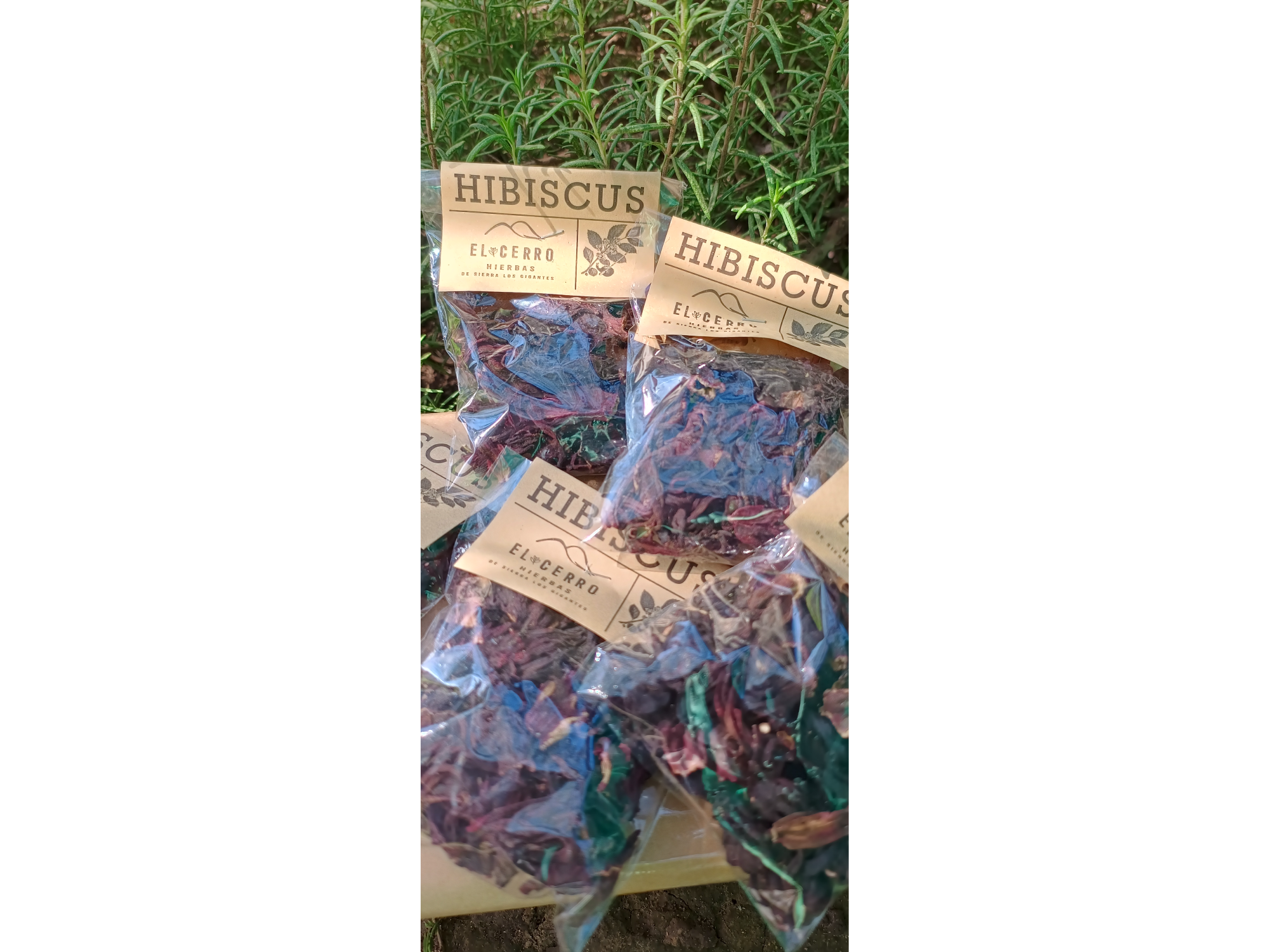 Hibiscus