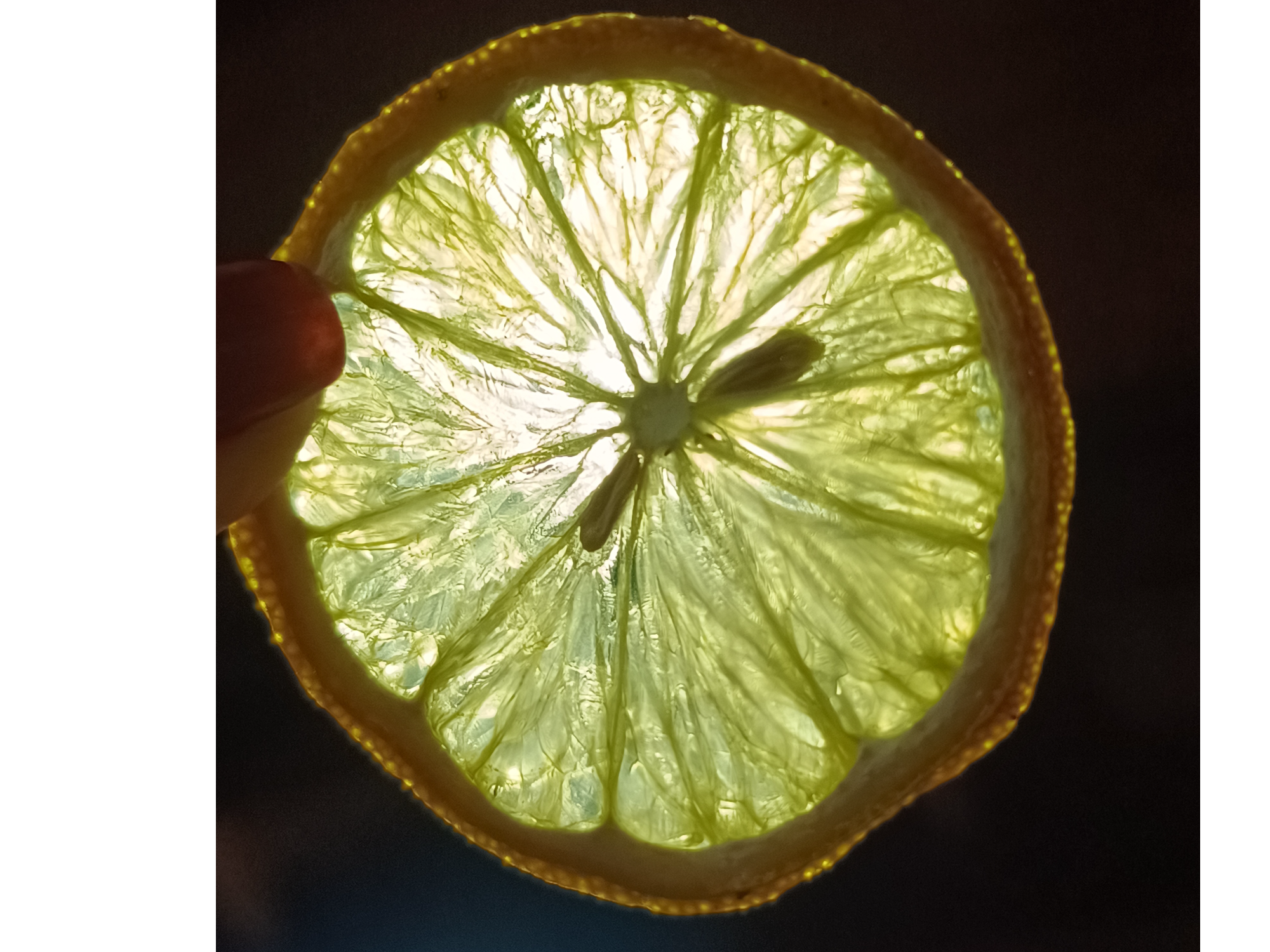 Limón Deshidratado