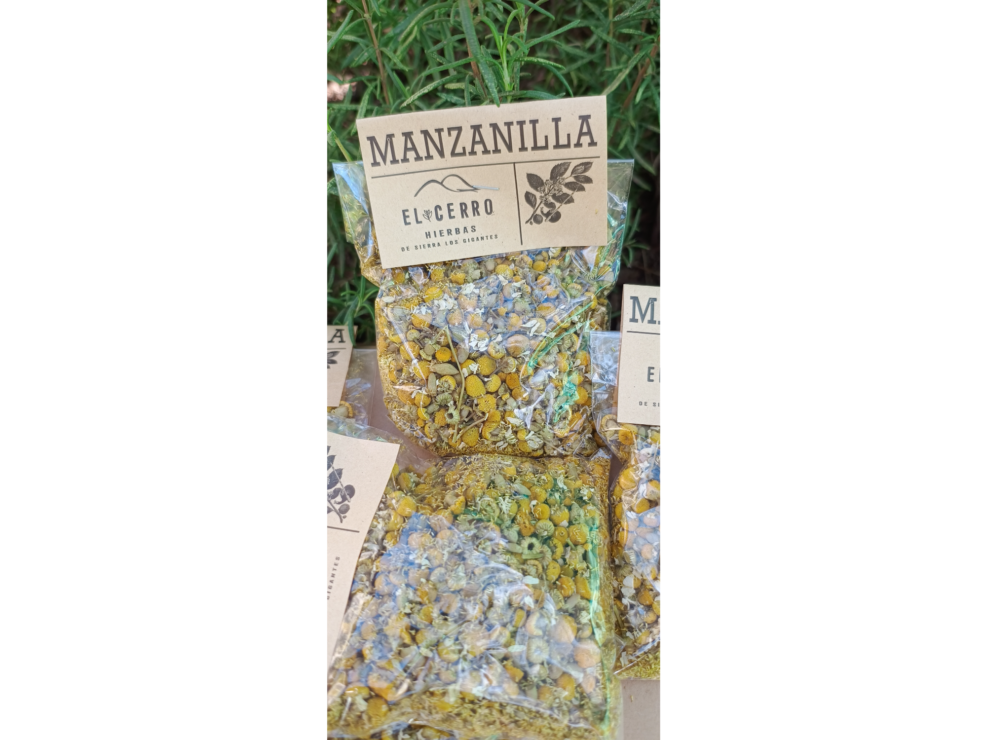 Manzanilla