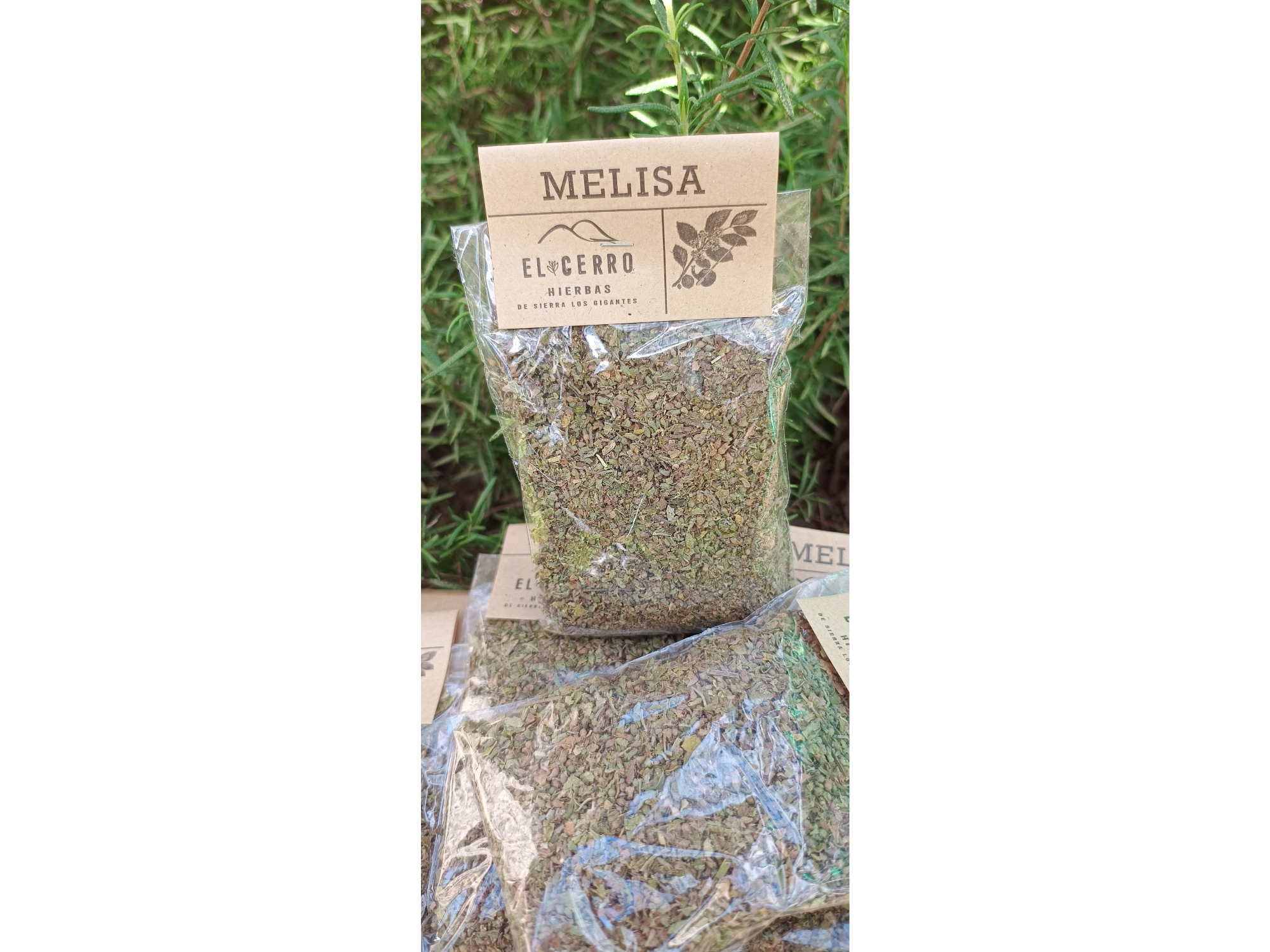 Melisa