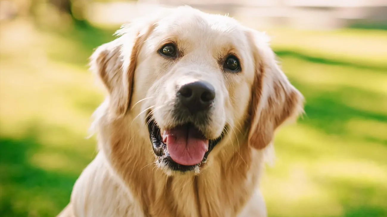 Alimentos Mascotas Perro