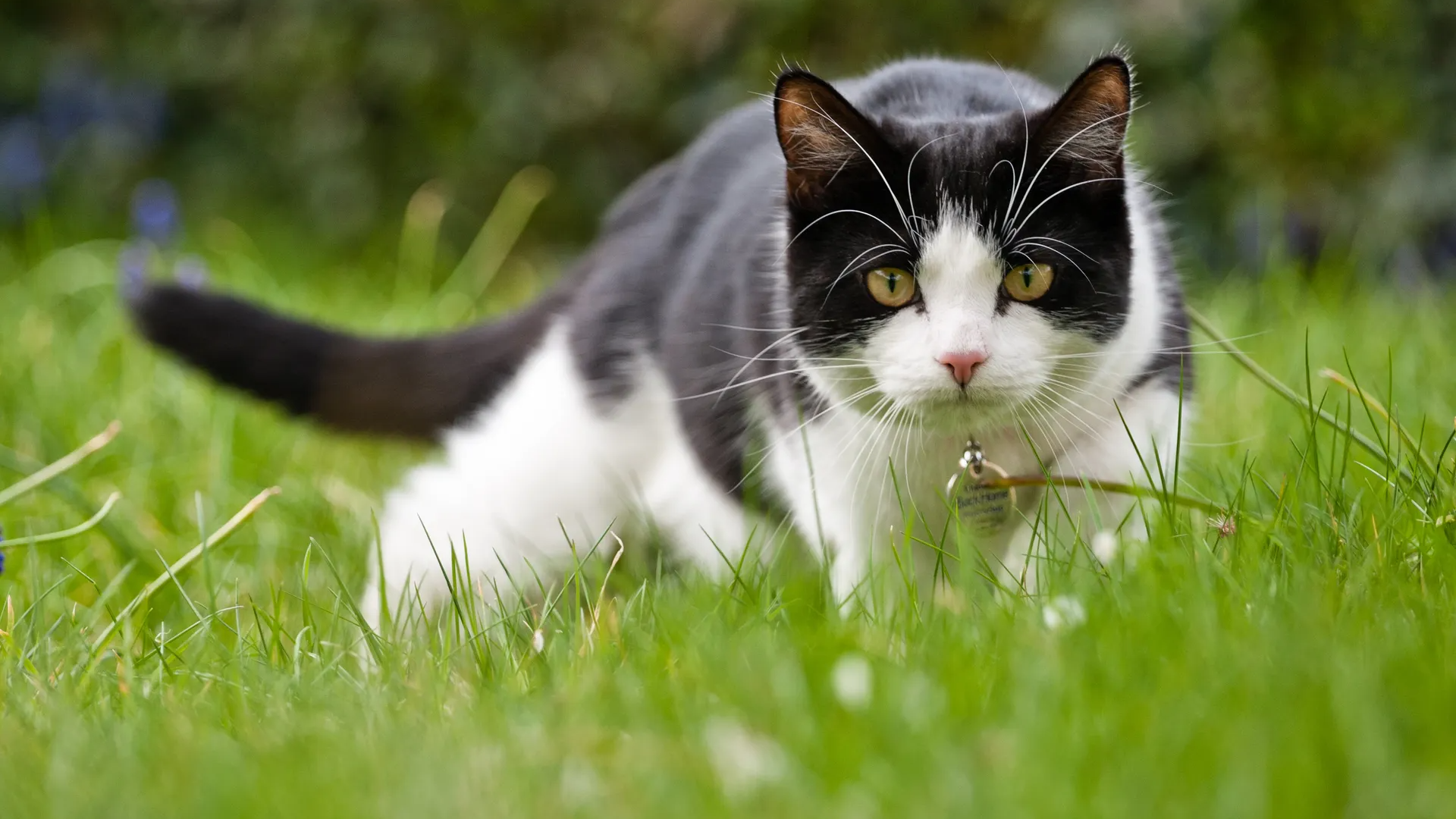 Alimentos Mascotas Gatos
