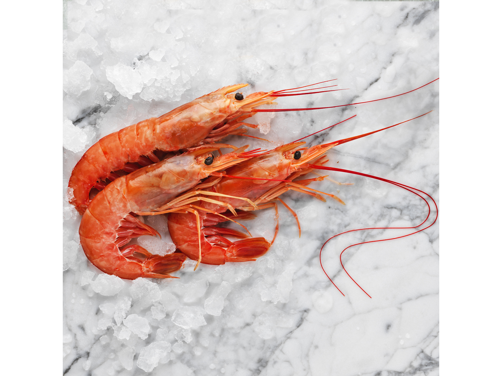LANGOSTINO ENTERO