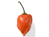 Chile Habanero