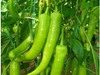 Chile Tampiqueño