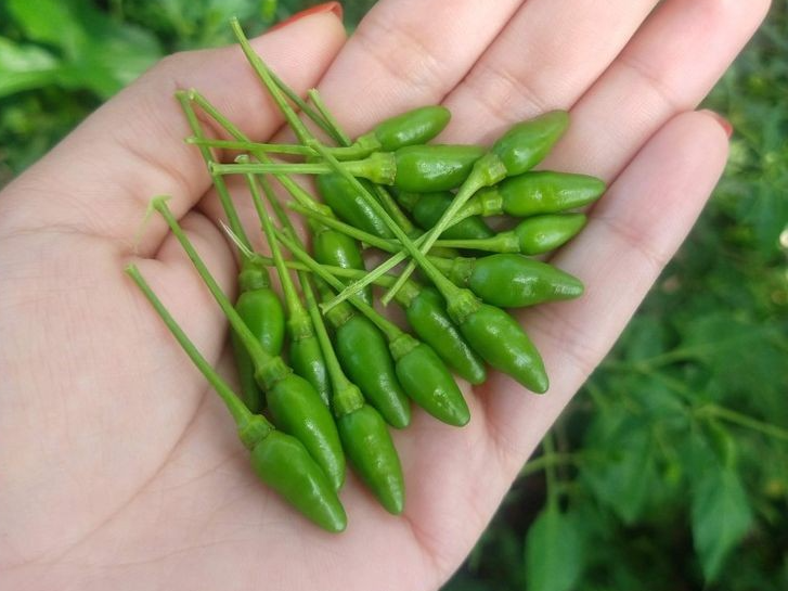 Chile Chilpaya