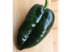Chile Poblano