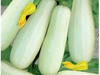 Pepino Blanco