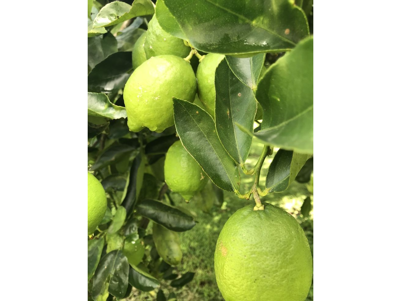 Limon Persa