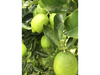 Limon Persa