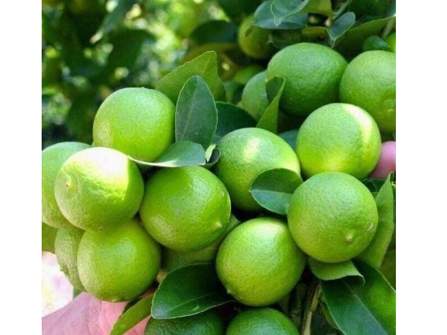 Limon Criollo