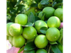 Limon Criollo