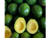 Aguacate Chiapas