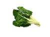 ACELGA