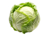 REPOLLO BLANCO