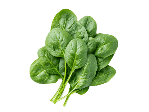 ESPINACA