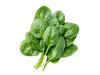 ESPINACA