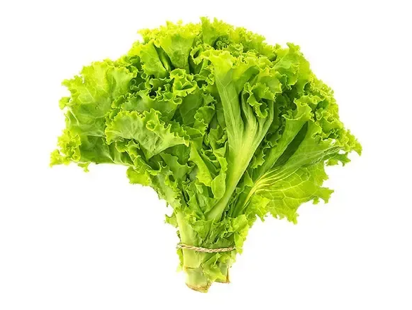 LECHUGA CRESPA