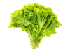 LECHUGA CRESPA